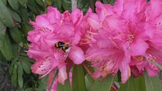 Rododendro Rhododendron arboreum wwwriomoroscom [upl. by Aniretak499]