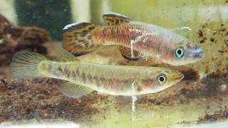 Epiplatys roloffi RL 99 [upl. by Asilem]