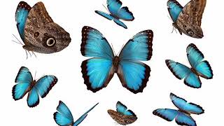 Facts About Blue Morpho Butterfly [upl. by Asiek]