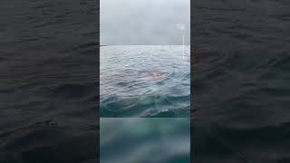 Kayakers Encounter Basking Shark Off The Coast of Ireland [upl. by Niamrahc]