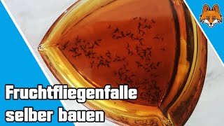 Fruchtfliegen loswerden  einfache Fruchtfliegenfalle selber bauen 💡 [upl. by Natsuj]