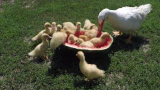 Ducks eating watermelon [upl. by February333]