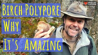 Birch Polypore Why Its Amazing [upl. by Gay]