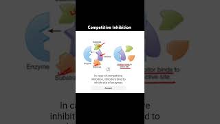 Competitive inhibition biology science neet education enzymes apbiology [upl. by Serilda]