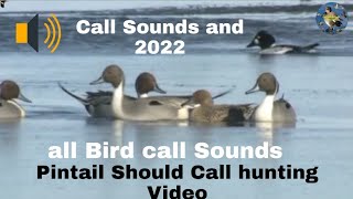 Pintail Should Call hunting Video [upl. by Enilesor]