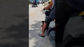 shorts Chickens took a ride automobile travel amazing philippines podróże animals [upl. by Dnana503]