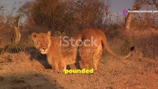 Warthog tricked a Lion animal wildlife wildcats fact lion lionpride [upl. by Gnof]