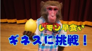 【ギネス挑戦！】おサルがレモン早食いのギネスに挑む！（56） [upl. by Ronnica]