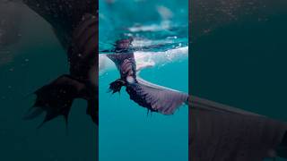 Sailfish capture [upl. by Ridley]