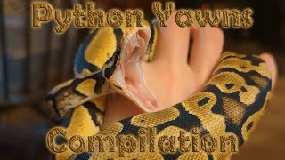 Ball Python Snake Yawn Compilation [upl. by Air]