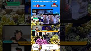 Reefing live stream 1000 GMT reefcommunity corals marineaquarium coralreeftank [upl. by Elsey]