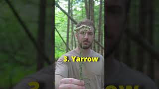 5 Bushcraft BandAids from the Wild survival [upl. by Alverson]