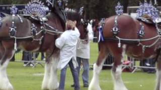 Aberdeen Clydesdale Show  2010 [upl. by Nowaj]