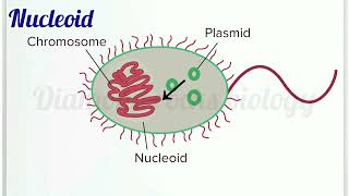 nucleoid  nucleoid animation  nucleoid in bacteria [upl. by Eberle275]