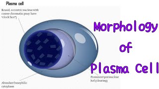 Plasma cell morphology hematology pathology pathologylab [upl. by Llerrom]