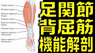 足関節背屈筋の機能解剖学を徹底解説！！【理学療法士×機能解剖学】 [upl. by Kirsch625]