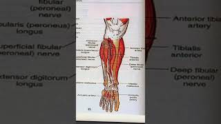 Knee joint  anterio  lateral and posterior leg compartments [upl. by Willyt]