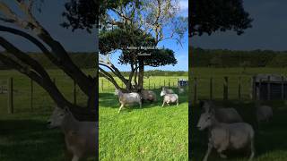 BEST Activity for Families in Auckland🤩📍Ambury Regional Park New Zealand [upl. by Denton714]