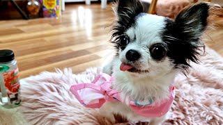 My Chihuahua Ignores Her Gift  Funny Dog Reaction 🫠🫧 [upl. by Stephine191]