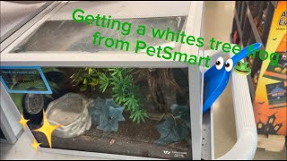 Getting a WHITES TREE FROG from PETSMART [upl. by Matrona]