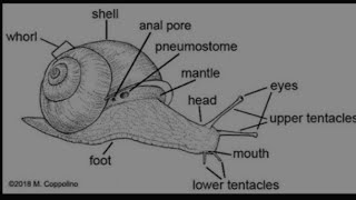 snail🐌🐌 labeled diagram  snail ka handmade diagram [upl. by Bannasch]