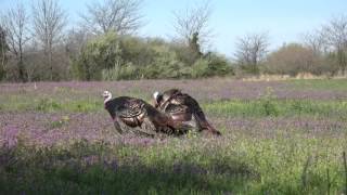 Jekyll amp Hyde Turkey Decoy  Best Turkey Decoy Ever [upl. by Tova]