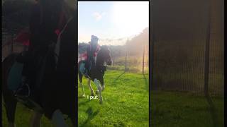 From today on albie ❤️ canter hack pony hills cantering equestrain horseriding cutepony [upl. by Sairahcaz265]