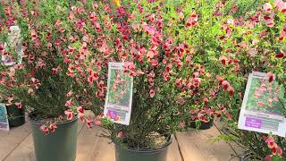 Cytisus Jessica Hybrid Broom  EYECATCHING Easy to Grow Shrub for Welldrained Spots [upl. by Heger]