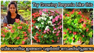 7 Secret Tips for 500 more Flowering in Begonia  ബിഗോണിയ ചെടി ഒത്തിരി പൂവിടാൻ 7 ടിപ്സ് [upl. by Inek]