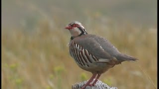 Perdrix rouge  chant  Redlegged Partrige  Rothuhn   Alectoris rufa [upl. by Aguie418]