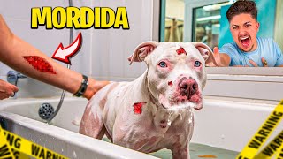 PRIMEIRO BANHO DO MEU PITBULL ALBINO e ele QUASE MORDEU TODO MUNDO [upl. by Hanikas]