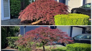 Before and After pruning a Japanese laceleaf Maple in Monroe acerpalmatum japanesemaple [upl. by Lahey]