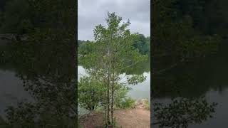 Rhodhiss Lake Hickory NC [upl. by Nileak]