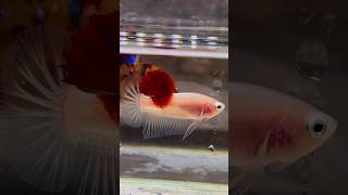 Siamese Fighter Fish Tancho  siamesefightingfish siamese betta shorts fish [upl. by Adiazteb]