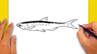 How to draw Anchovy Fish [upl. by Morty]