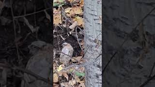 Escaped coturnix quail in the bush quail coturnixquail hobbyfarm homesteading hobbyfarmlife [upl. by Shutz]