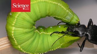 Watch this caterpillar fling its beetle attacker through the air [upl. by Jerol]