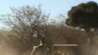 Kudu Video [upl. by Minette]