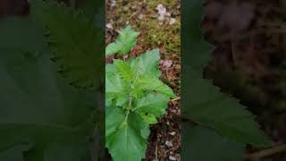 الزعرور lat Crataegus monógyna هي شجيرة أو شجرة صغيرة، وهو نوع من جنس Crataegus [upl. by Rehposirhc]