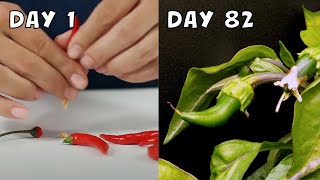 Growing Chilli from Seeds  82 Day Timelapse [upl. by Isnan]