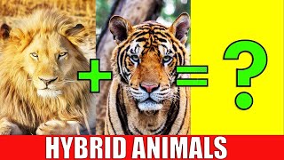 Top 10 Incredible Hybrid Animals Created by Genetic Engineeringquot [upl. by Bohrer701]