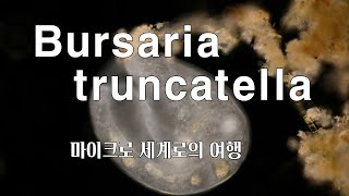 Bursaria Truncatella [upl. by Ddarb]