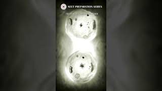 Demystifying Mitosis Interactive Exploration medicalprocedure biologyneetmedicalentranceexam [upl. by Perce]