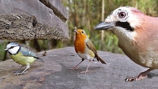 Movie For Cats  Little Birds in The Forest Garden [upl. by Pfaff926]