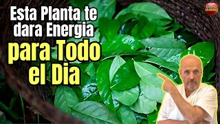 ✅ LOS INCREIBLES SECRETOS DE LA GUAYUSA LA PLANTA QUE TE ACTIVA PARA TODO EL DIA ✅ [upl. by Sternlight472]