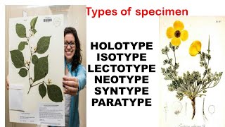 types of specimen in plant diversityholotypeisotypelectotypeneotypesyntypeparatype [upl. by Schug587]