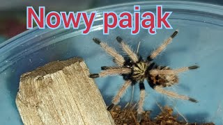 Unboxing paczki  Chromatopelma Cyaneopubescens 🇻🇪 [upl. by Novets]