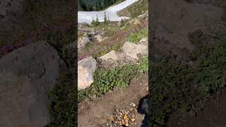 Skyline Trail  Paradise  Mt Rainier National Park [upl. by Bettine]