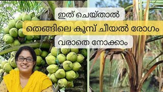 Bud rot in coconut palmതെങ്ങിലെ കൂമ്പ് ചീയൽ രോഗം  ലക്ഷണങ്ങളും പരിഹാര മാർഗങ്ങളും [upl. by Crispas332]