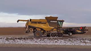 Claas Combines Soybean Harvest and Snow 2019 11 04 [upl. by Nylave]